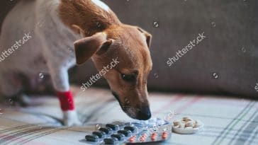 Chó bị hen suyễn: Triệu chứng, nguyên nhân và cách điều trị