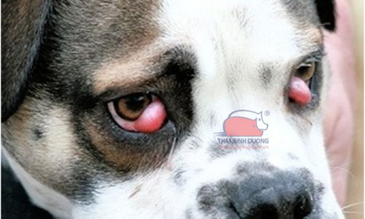 Chó bị lồi mắt: Nguyên nhân, triệu chứng và cách xử trí