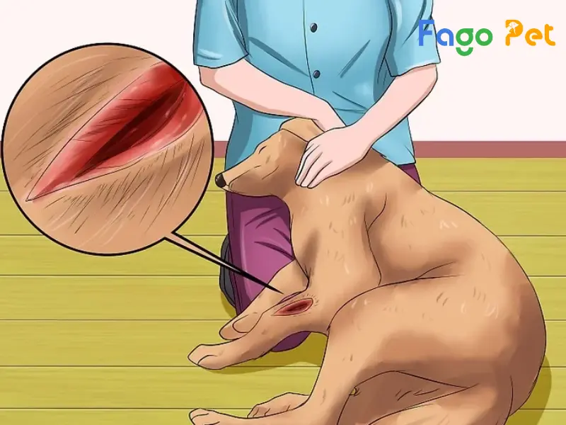Chó bị rách da phải làm sao?