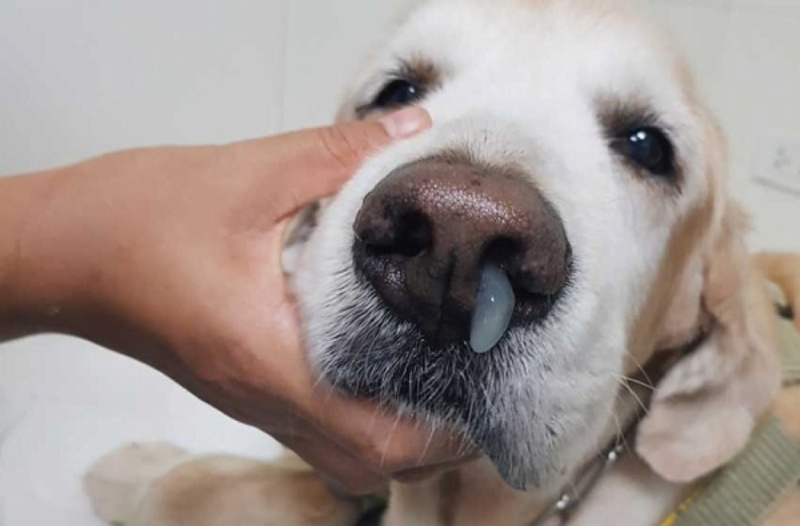 Chó bị sổ mũi xanh: Nguyên nhân, triệu chứng và cách điều trị