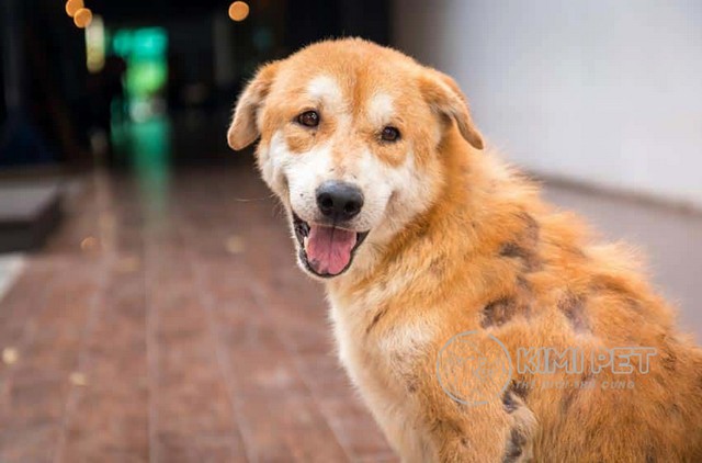 Chó bị xà mâu phải làm sao?