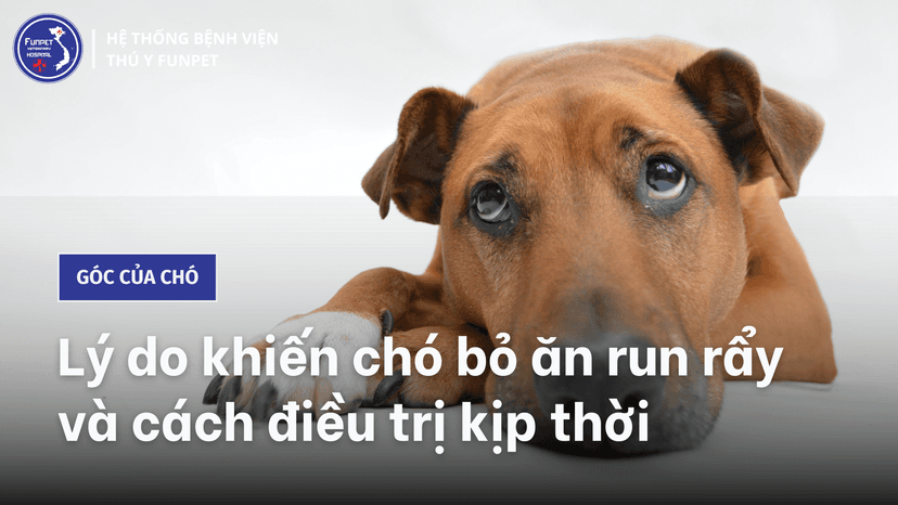 Chó bỏ ăn nhưng vẫn chạy nhảy: Nguyên nhân và cách xử lý