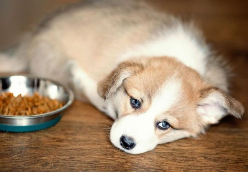 Chó buồn bỏ ăn: Nguyên nhân và cách xử lý