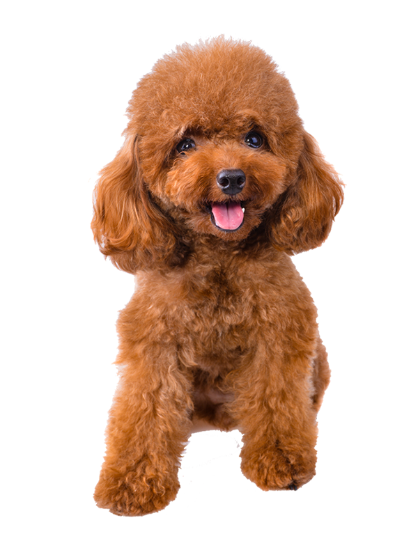 Chó Poodle Bao Nhiếu Tiền? Gallery 2