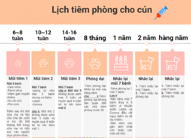 Chó cắn chích bao nhiêu mũi?