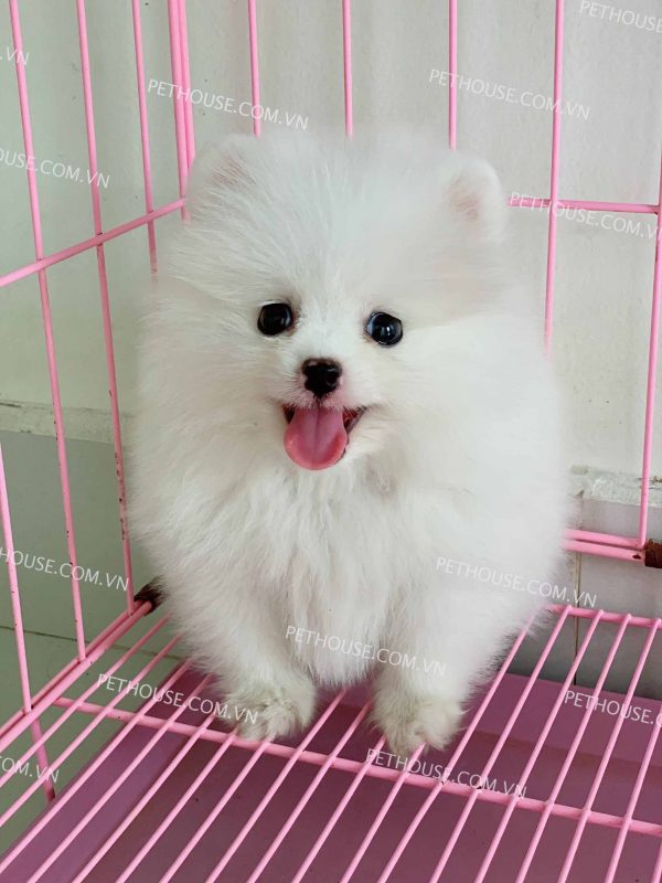 Chó cảnh dưới 500k: Những lựa chọn đáng yêu và phù hợp với ngân sách