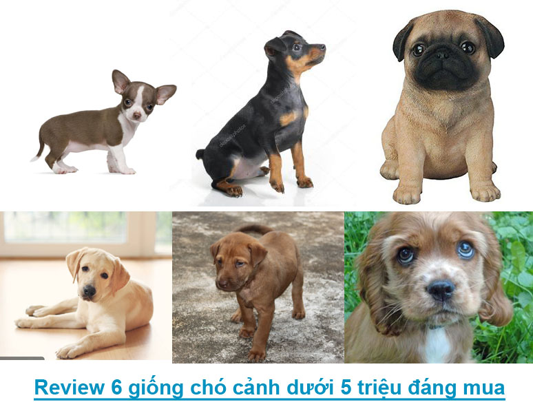Các Loại Chó Cảnh Phổ Biến Gallery 2