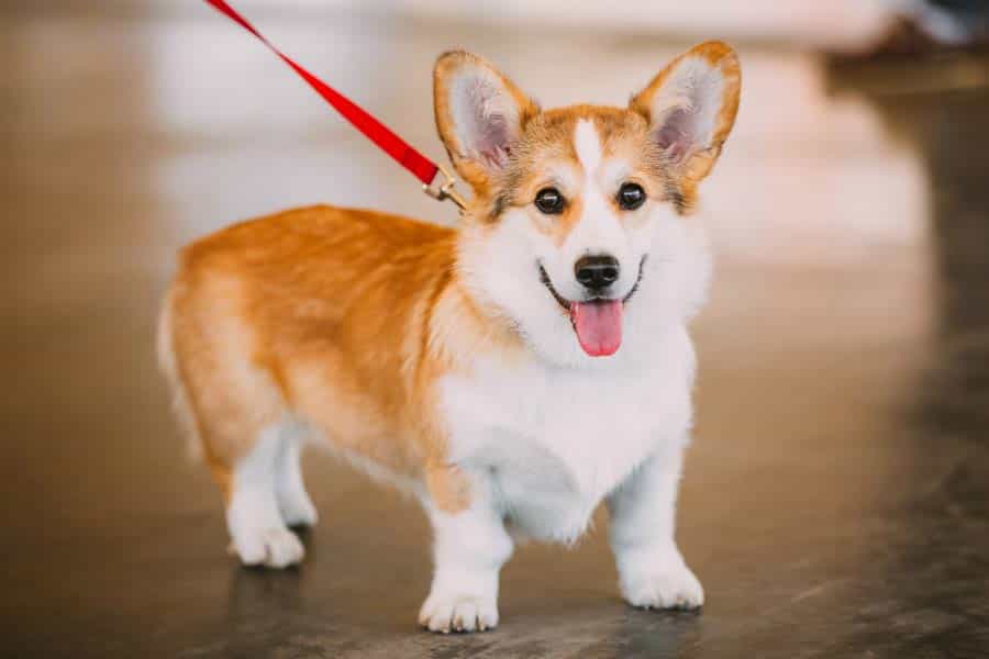 Chó Corgi Chân Ngắn: Hướng Dẫn Chăm Sóc và Thông Tin Chi Tiết
