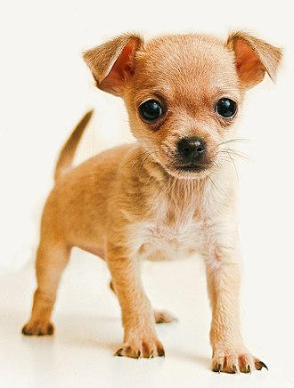 Chó Chihuahua: Thông Tin Chi Tiết Về Giống Chó Nhỏ Bé, Dễ Thương