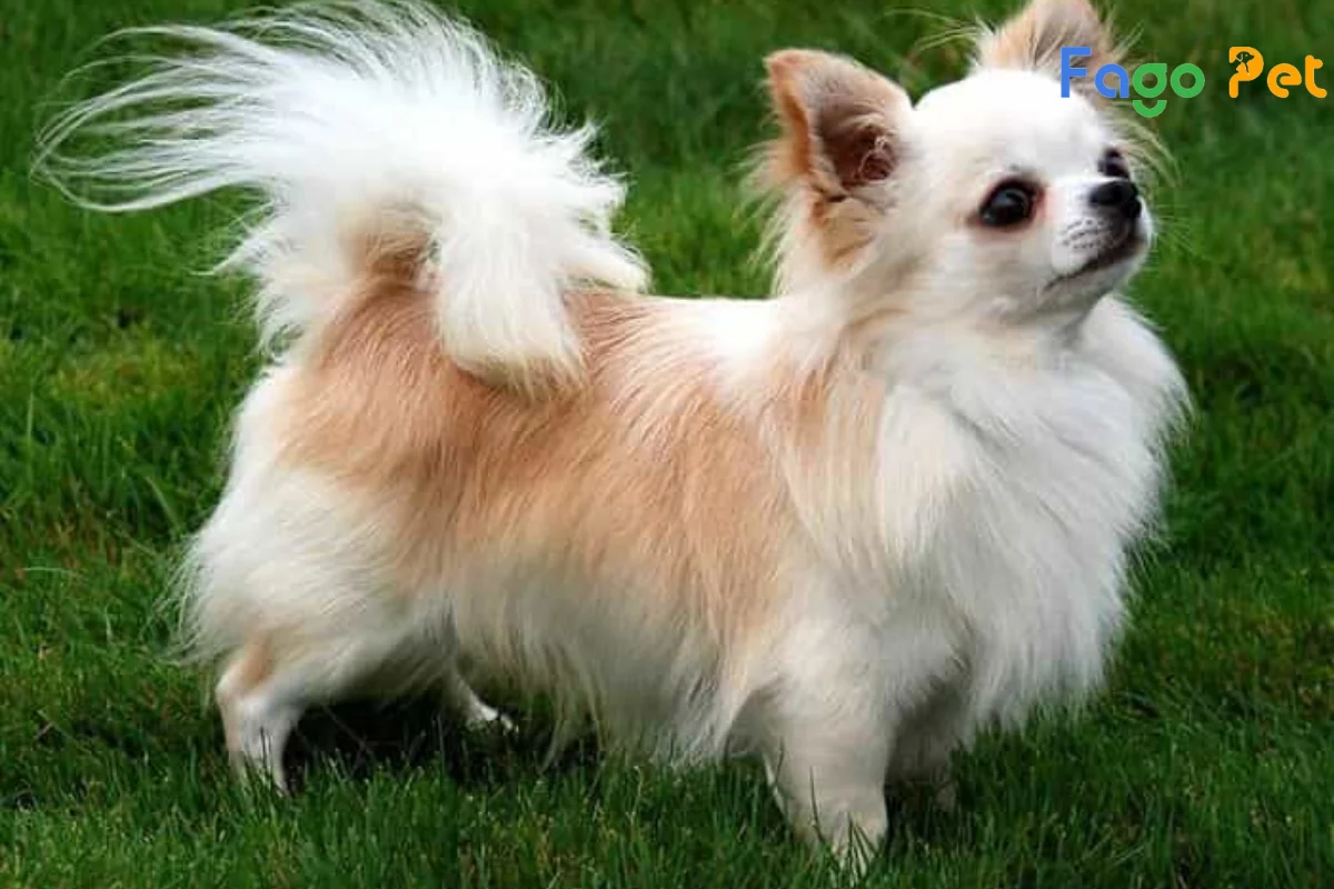 Chó Chihuahua Lai Phốc Sóc: Đặc điểm, tính cách và cách chăm sóc