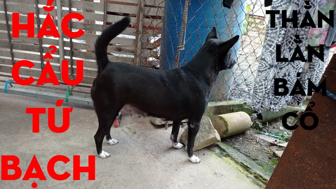 Chó Có 4 Chân Trắng