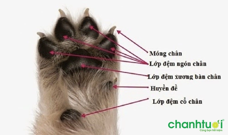Chó có 6 ngón chân sau có ý nghĩa gì?