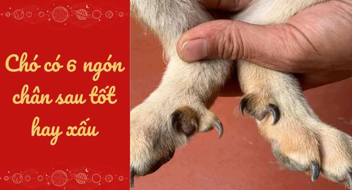 Chó có 6 ngón chân sau tốt hay xấu?