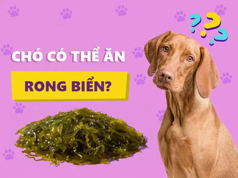 Chó có ăn được rong biển không?