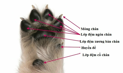 Chó Có Bao Nhiêu Ngón Chân?