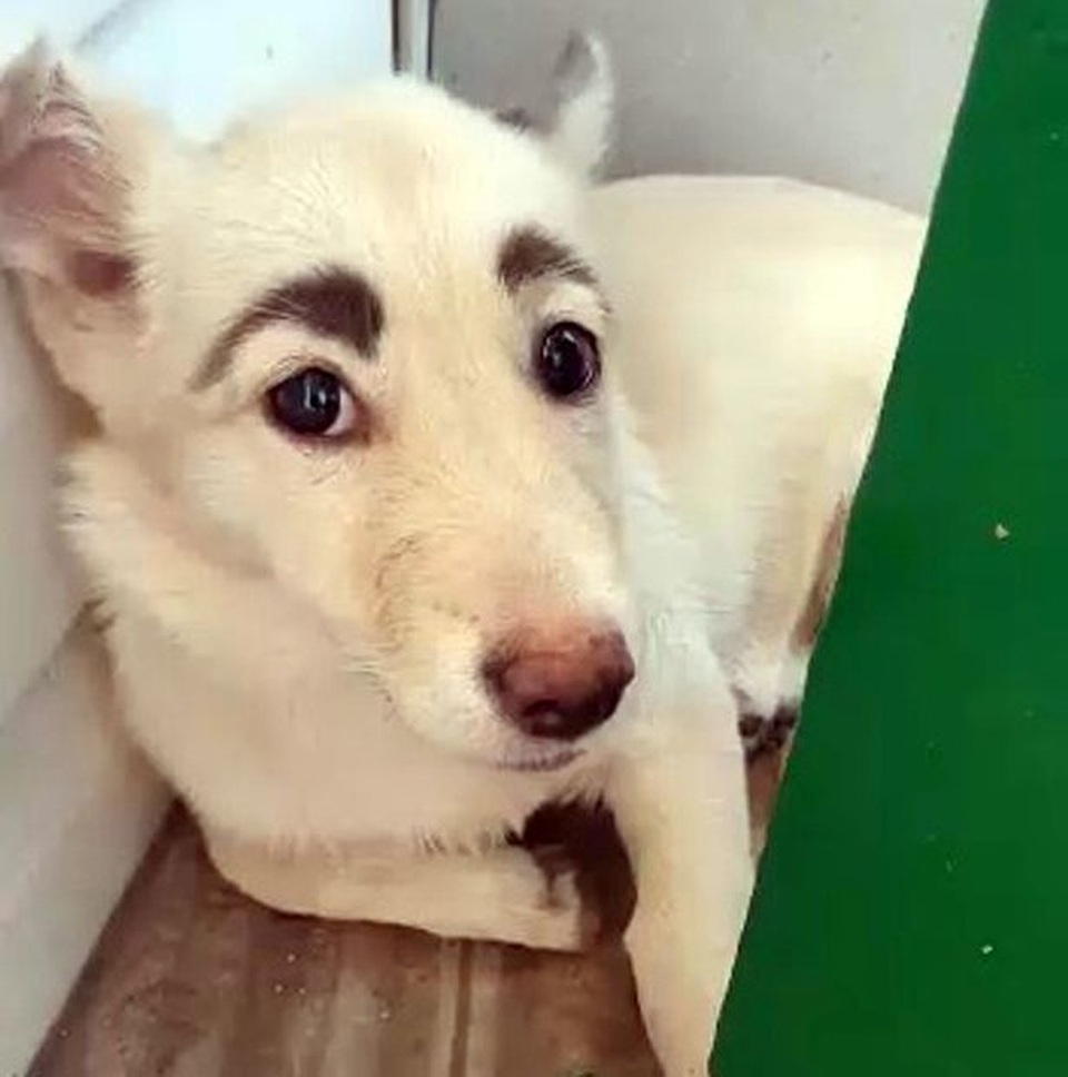 Chó Có Chân Mày? Sự Thật Về Những "Vệt Chân Mày" Trên Mặt Chó