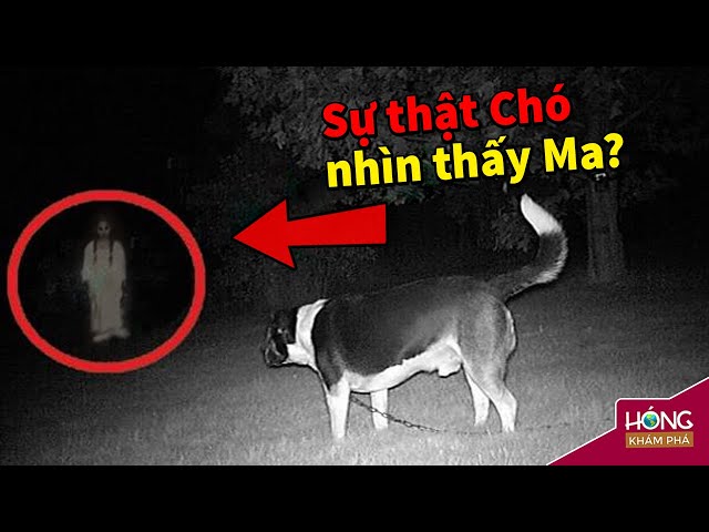 Chó Có Nhìn Thấy Ma Không?