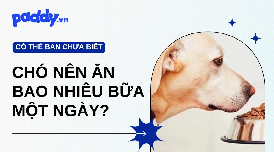 Chó con ăn bao nhiêu là đủ?
