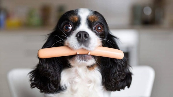 Chó con ăn xúc xích được không?