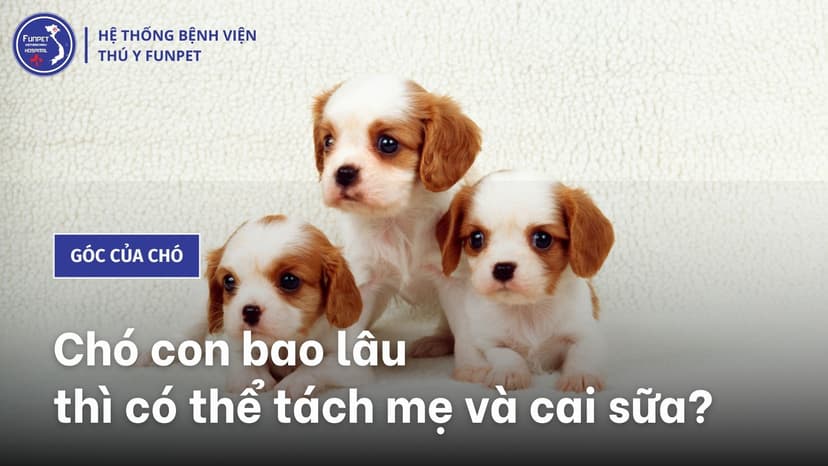 Chó con bao lâu thì tách mẹ?
