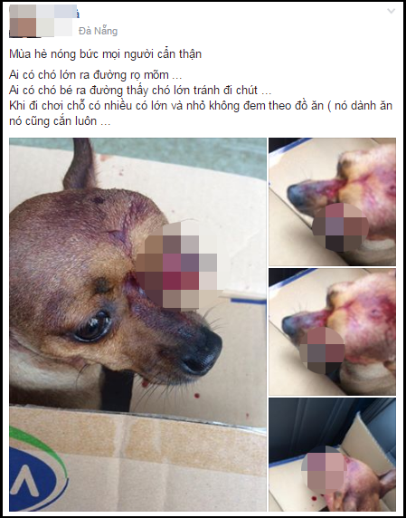 Chó con bị chó lớn cắn có sao không?