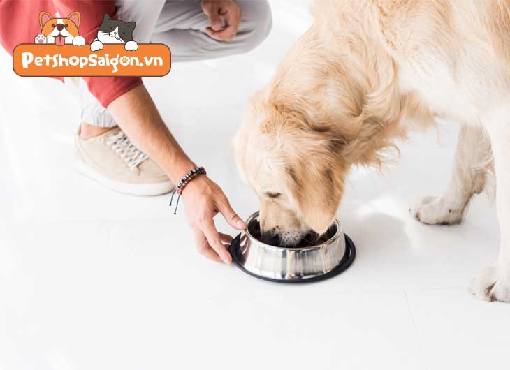 Chó con bị ốm không chịu ăn phải làm sao?