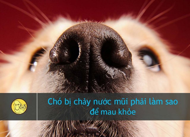 Chó con bị sổ mũi: Nguyên nhân, triệu chứng và cách điều trị