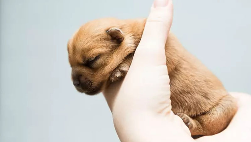Chó con mới sinh bị yếu: Nguyên nhân, triệu chứng và cách xử lý