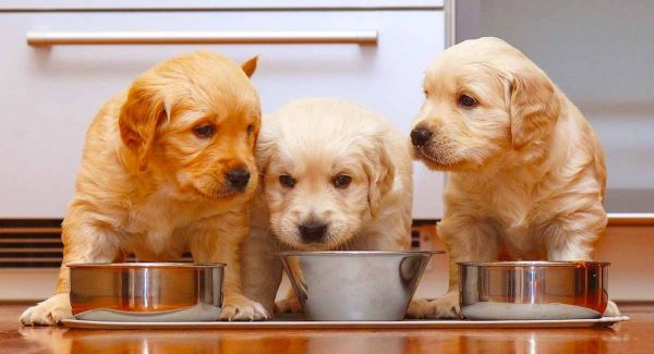 Chó con mới về nhà: Hướng dẫn chăm sóc toàn diện