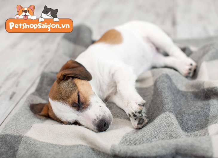 Chó con ngủ bị giật: Nguyên nhân và cách xử lý