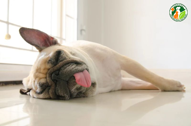 Chó con thở nhanh khi ngủ
