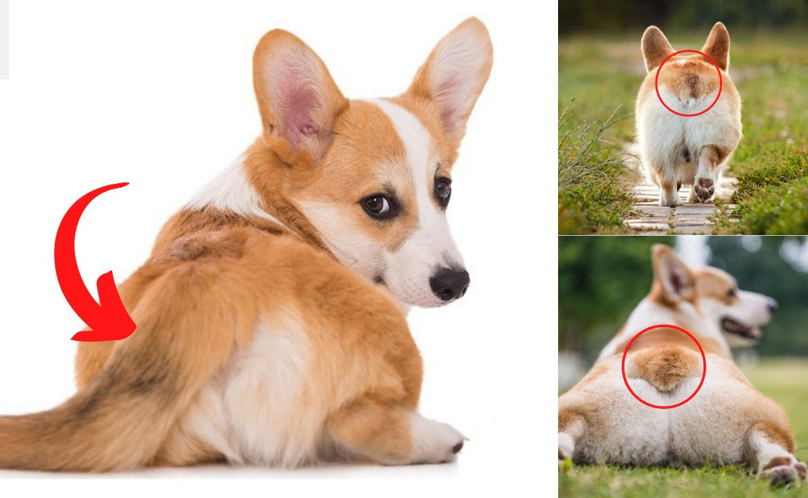 Chó Corgi Có Đuôi Không?