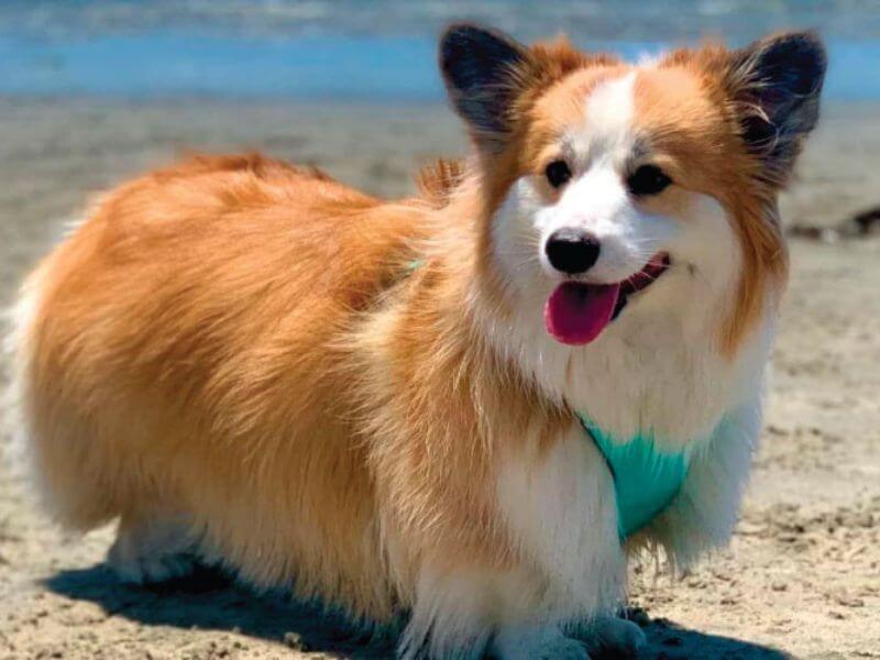 Chó Corgi Lông Dài: Thông Tin Chi Tiết và Hướng Dẫn Chăm Sóc