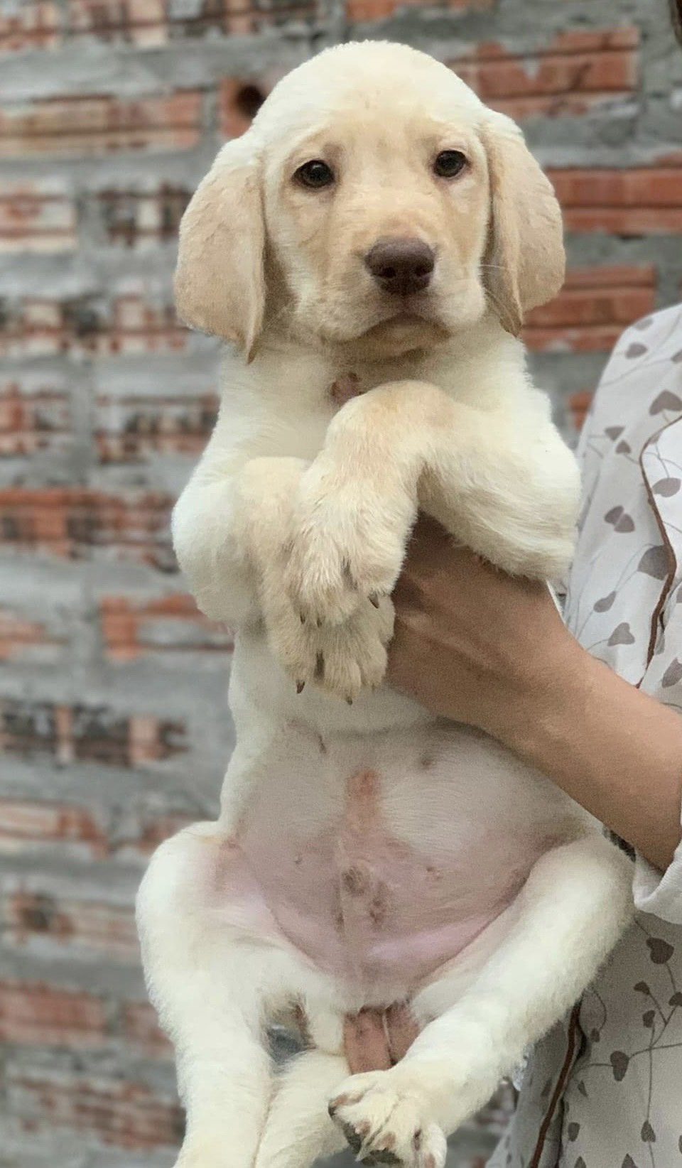 Chó Củ Cải Là Giống Chó Gì?
