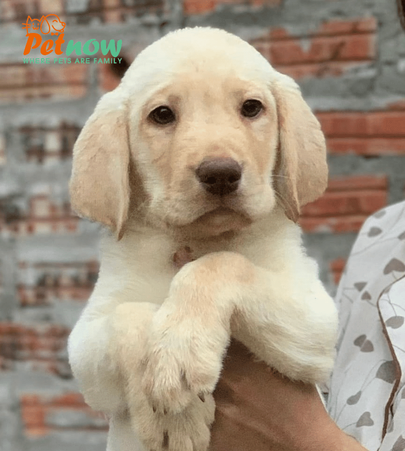 Chó Củ Cải Là Giống Chó Gì? Gallery 2