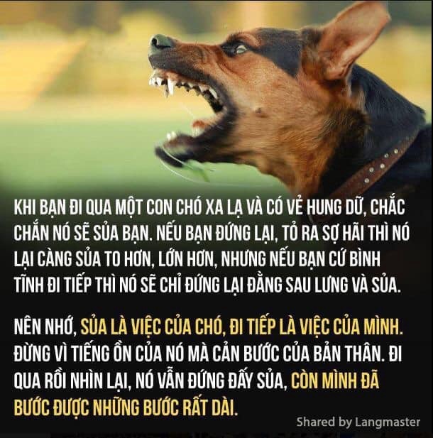 Chó Cứ Sủa, Đoàn Người Cứ Đi: Giải Mã Hành Vi Và Cách Phản Ứng
