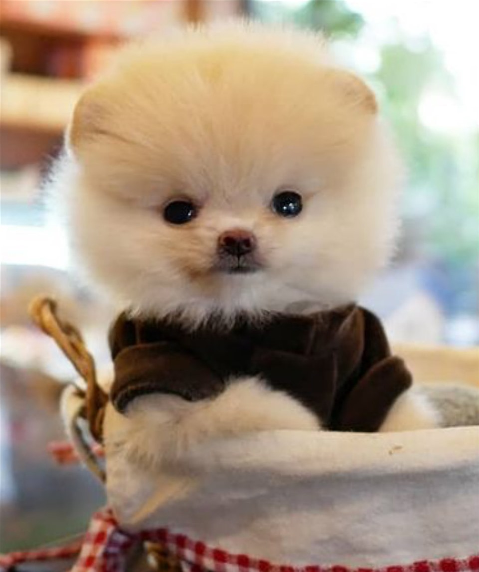 Chó Cute Dễ Thương: Hình Ảnh và Thông Tin Đáng Yêu
