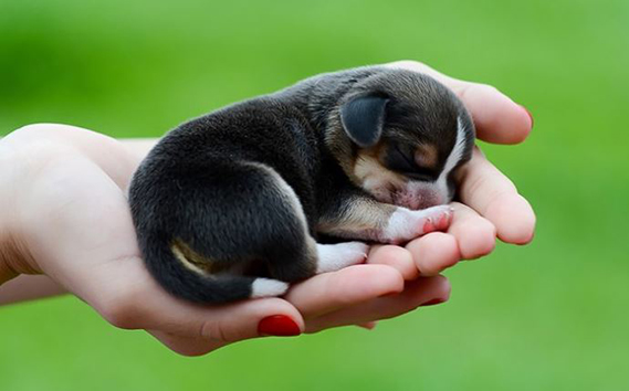 Chó đẻ mùng 1: Ý nghĩa và sự thật