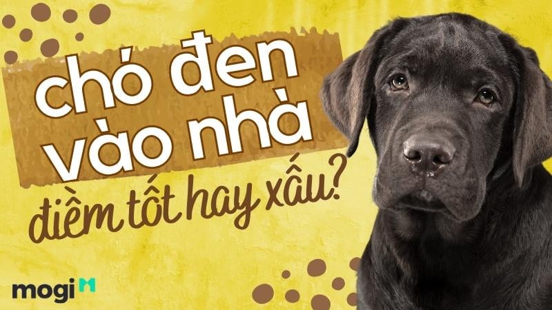 Chó đến nhà ở: Nguyên nhân và cách xử lý