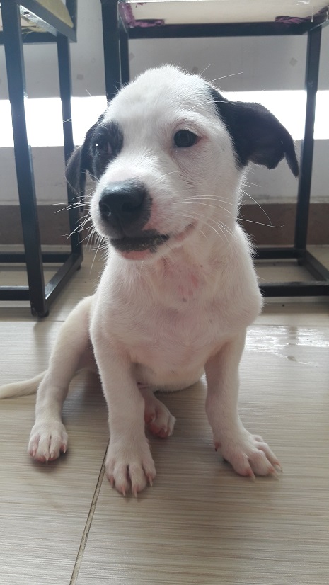 Chó Đốm Lai Nhật
