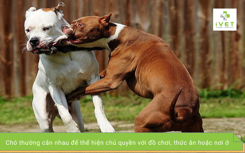 Chó dữ là chó không cắn Gallery 2