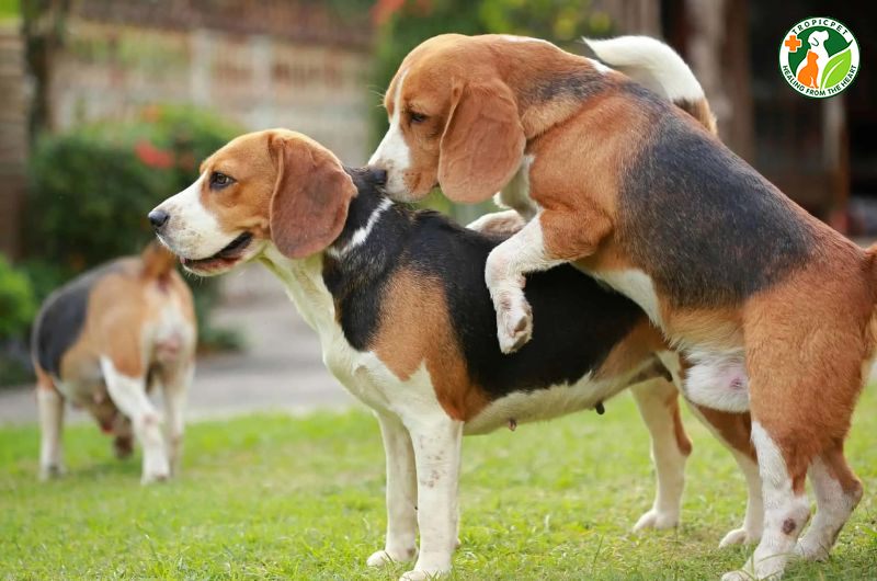 Chó đực tới mùa bỏ ăn: Nguyên nhân và cách khắc phục