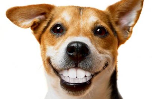 Chó già bị rụng răng có sao không?