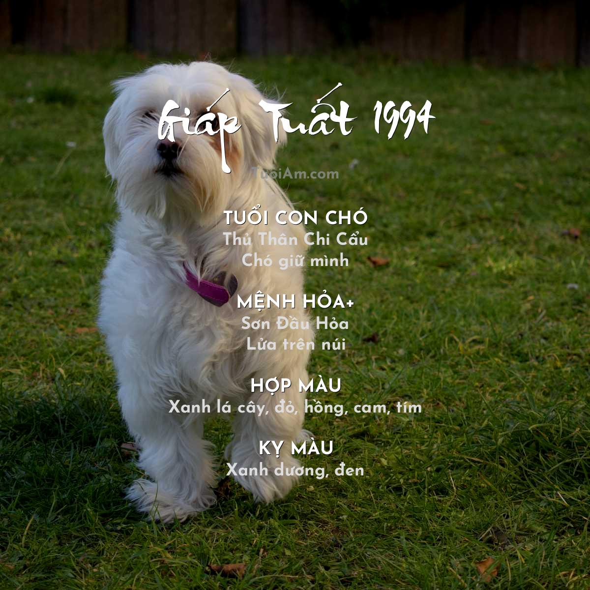 Chó giữ nhà là gì?