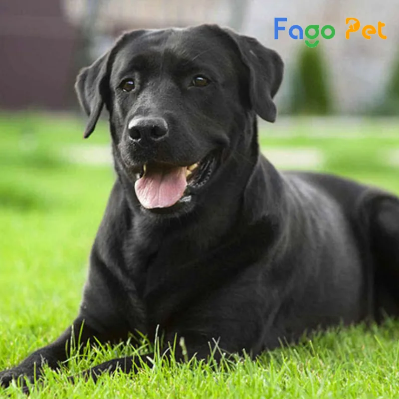 Chó Golden Retriever Màu Đen: Sự Thật Về Loài Chó Hiếm Gặp
