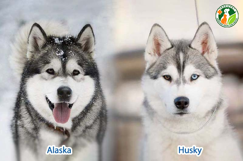 Husky và Alaska: Sự khác biệt và điểm giống nhau