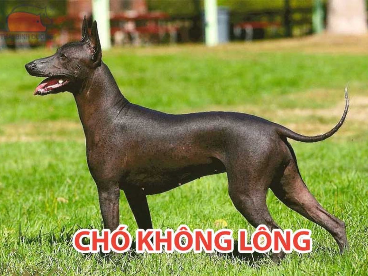 Chó Không Lông Ở Việt Nam