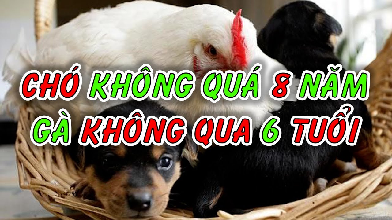 Chó không nuôi quá 8 năm: Những lý do và giải pháp