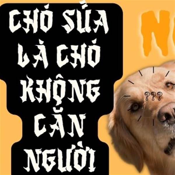 Chó không sủa là chó không cắn?