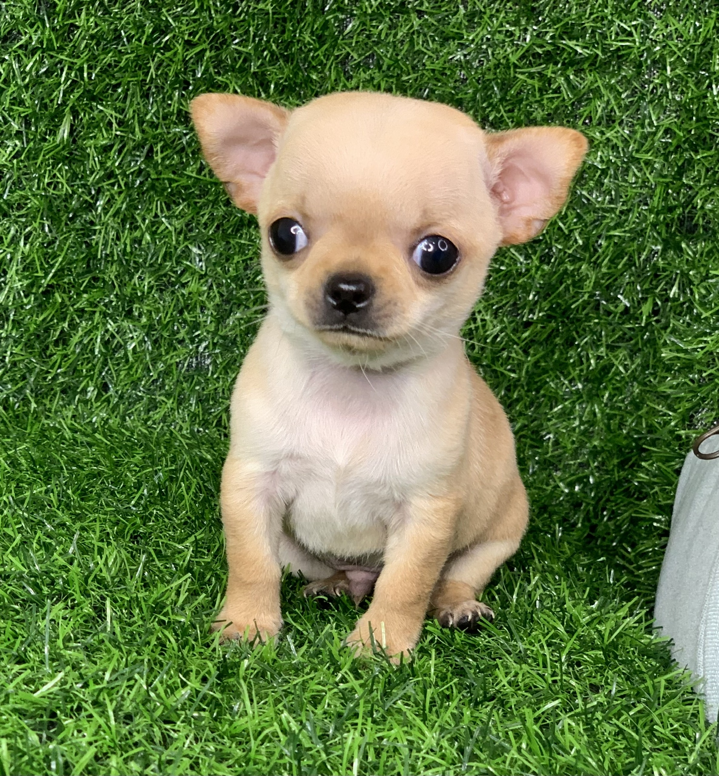 Chó mắt lồi nhỏ